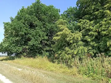 Курганна група (43) — Курган на околиці села, Хлупляни