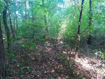Неолітичне поселення — загальний вигляд, Прибузьке