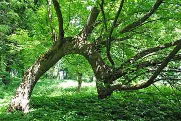 Плотицький парк — загальний вигляд, Тернопільська область